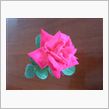 恋人は薔薇の花
