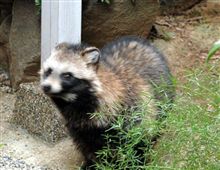 昨日、２回連続で動物の飛び出しがありました。 