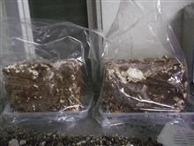 椎茸を育てます。