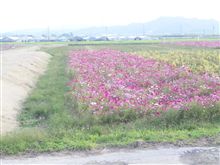 ❤おまえの♂※♀の花びらが・・マン開・・❤　(*/∀＼*)ｲﾔﾝ　part2