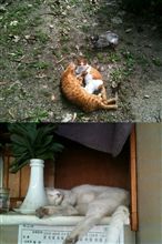 近くの公園にて(マッタリ猫)・・・一方その頃うちの猫は・・・・