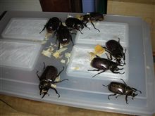 冬キタ☆タイヤキタ 冬キタ☆タイヤキタ