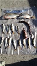 太刀魚釣りリアルタイム情報(完結編)