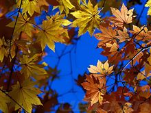 朝練！　いや…　紅葉狩り(^_^;)