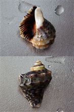 貝、海に帰る。