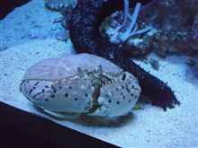 美ら海水族館へ。。。 美ら海水族館へ。。。