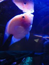 没