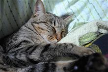るな日記・・・かな？（＾＾；　「11がつ11にち」