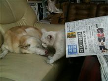新聞紙をかぶせたら…