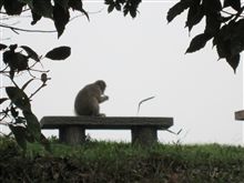 野猿