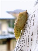 これはちょっとマズイ。。。