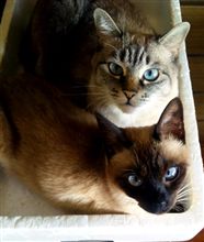 猫の詰め合わせ