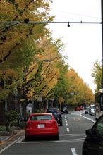 いちょう並木をお散歩♪