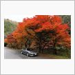 11月14日　高山巡り・岐阜中部　紅葉狩り