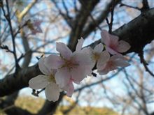 桜見に行ってきました。 桜見に行ってきました。