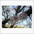 桜見に行ってきました。