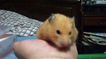 ピカチュウ