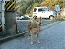 役割を与えた時の犬はとてもく凛々しい