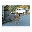 役割を与えた時の犬はとてもく凛々しい