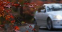 紅葉＆動画　公開中！！