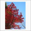 今年最後の紅葉狩り？