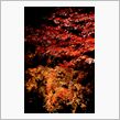 遅すぎたゼ紅葉見ナイト2010