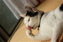 ついに判明(￣∀￣) 