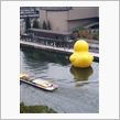 巨大 ひよこ♪