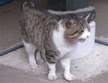 やっぱり栄養価は高いようです。