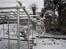 雪積もりました。 