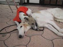 犬が寒そうです！