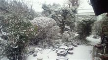 雪が降ってます