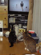 テレビっ子
