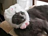 ニャンコがウサギに～～ｗｗｗｗ