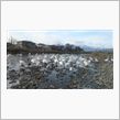 白鳥 いっぱい