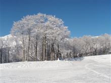 【White Snow in Hakuba】`11 1.3-4 #2 【White Snow in Hakuba】`11 1.3-4 #2