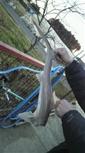 本日の弘樹(仮名)