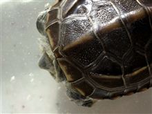 なにか、白いものがフワフワ