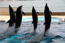下関・海響館にいってきました♪