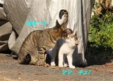 ネコばかりだよ～ん　その３