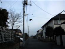 ピシッ(ロ_ロ)ゞ