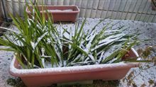 雪 雪