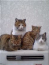 猫団子