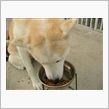 犬、だぁい好き～♪
