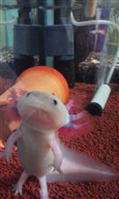 なぞの生物!!!