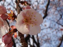 さくら