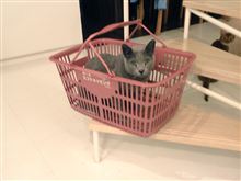 お買い物♪お買い物♪