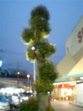雀のお宿が今度は…