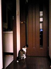 本日の「ちょび」・・・忠猫ハチ公？！