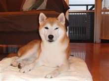 犬のノーリード問題